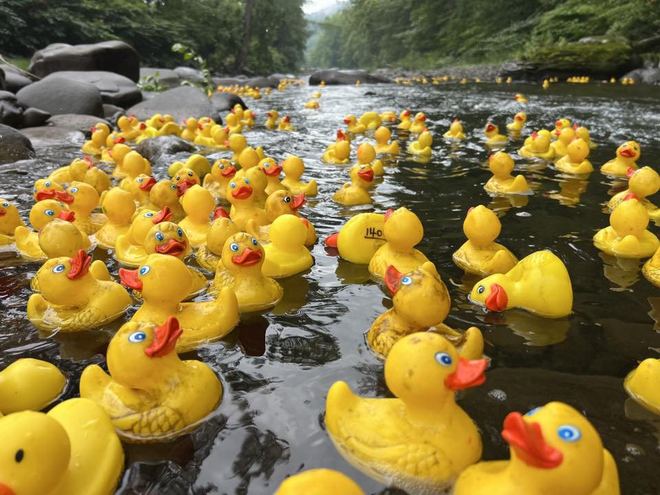 Ducks: © Phoenicia Rotary Annual Duck Race, Tania Barricklo, 2025.